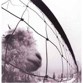 PEARL JAM - VS.