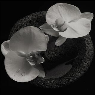 MIKE / VANNIER - Corpse Flower