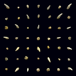 CLIPPING - Visions Of Bodies Being Burned