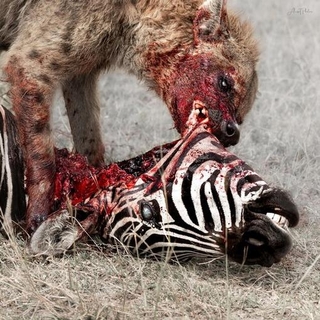 GOD IS WAR - Predation Perfected