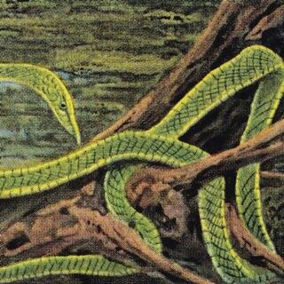 RAINFOREST SPIRITUAL ENSLAVEMENT - Green Graves (Galaxy Green Vinyl 3lp)