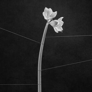 TRENTEMOLLER - Dreamweaver (Transparent Crystal Clear Vinyl)