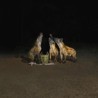 YEARS OF DENIAL - Suicide Disco (2026 Repress Vinyl)