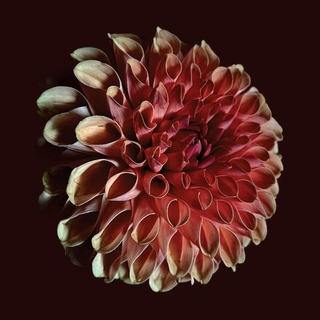 JESSICA MOSS - Unfolding