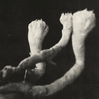 LAUTEN DER SEELE - Unterhaltungen Mit Larven Und Uberresten