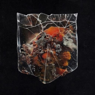 SHIELDS - Death &amp; Connection (Splattered Milk/black Orange Vinyl)