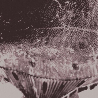 MARK IJZERMAN - Flounder Maps